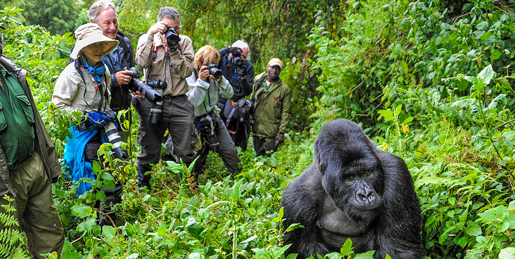 Gorilla Trekking in Uganda: Your Ultimate Guide