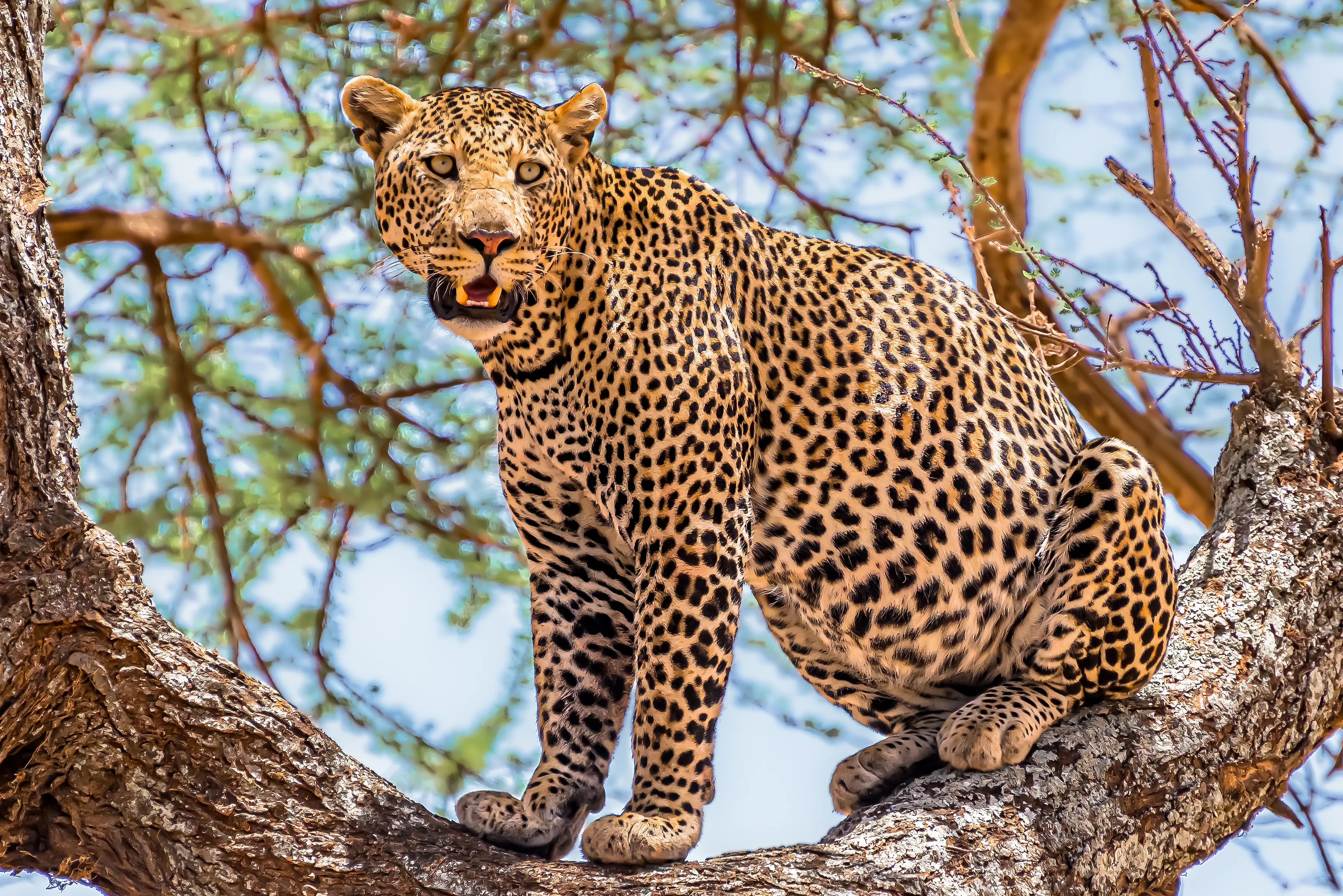 leopard in the tree