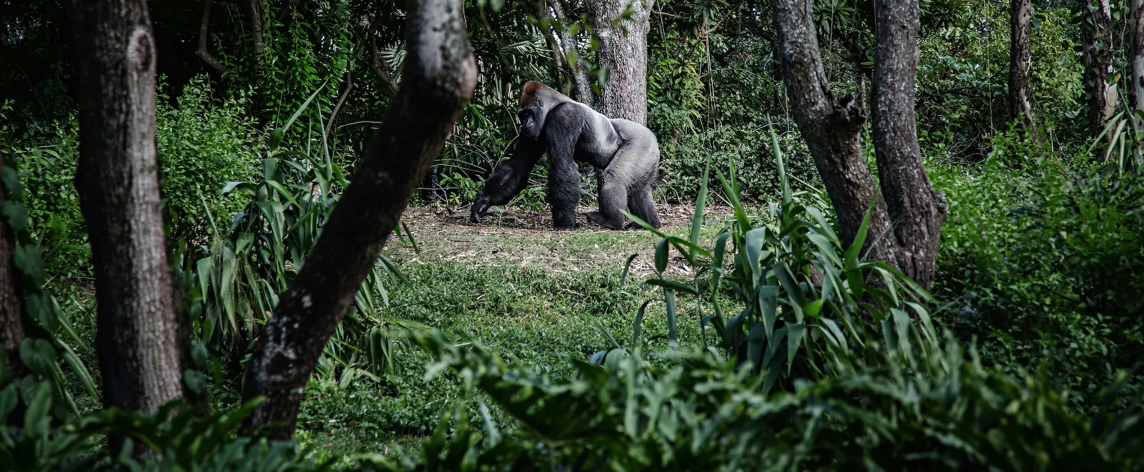 Mountain Gorilla in Bwindi Impenetrable Forest